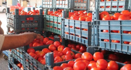 Domates Fiyatları Sosyal Medyada Gündem Oldu