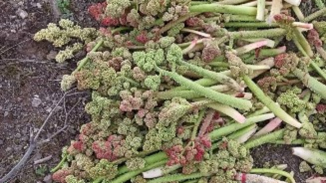 Karaçor’da Festival Coşkusu: 3. Işkın Festivali Pazar Günü Başlıyor