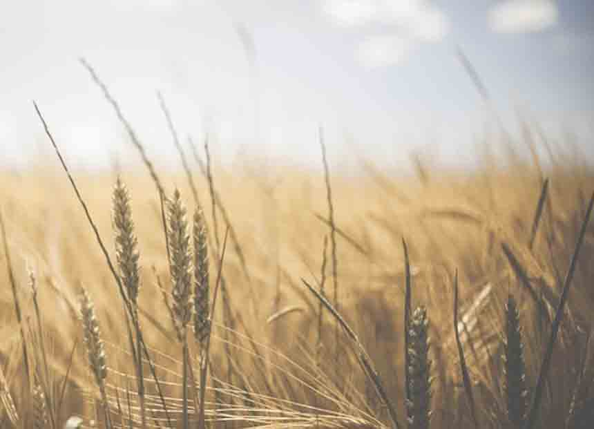 Buğday Derneği, zehirsiz kentler için harekete geçti