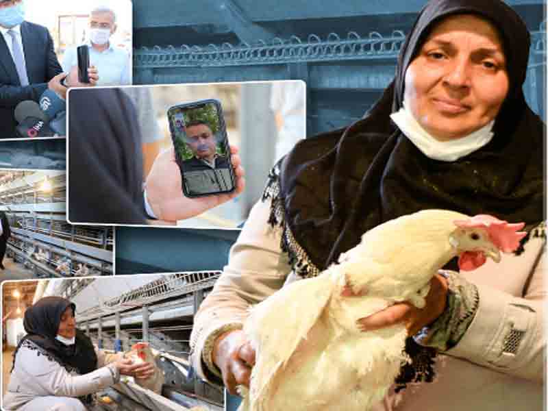 Kahramanmaraş’ta Tavukları Telef Olan Kadın Girişimciye Devlet El Uzattı