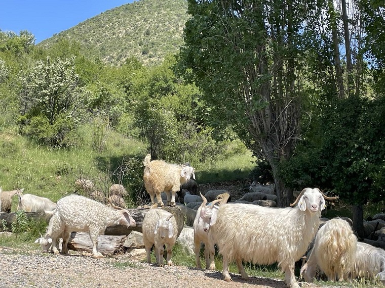 Doğanyurt Köyü’nde Yapılacak Kalker Ocağı Projesi Durduruldu