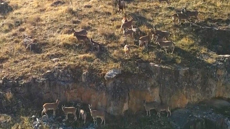 Saklıkapı İle Karaleylek Kanyonlarındaki Dağ Keçileri 