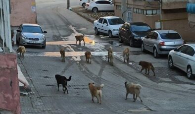 Tarım ve Orman Bakanlığı Açıkladı ‘ Başıboş köpek sayısı milyona yakın…