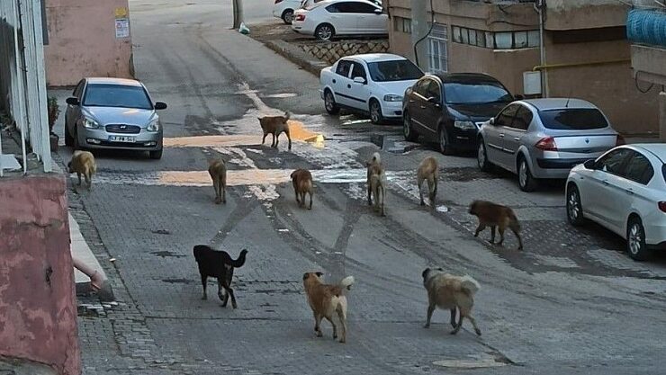 Tarım ve Orman Bakanlığı Açıkladı ‘ Başıboş köpek sayısı milyona yakın…