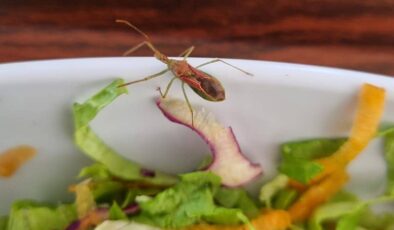 Ayvalık Devlet Hastanesi Öğle Yemeğinde Böcek Skandalı!