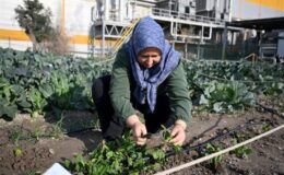 Bornova Belediyesi’nin Kent Bostanı Projesinde İlk Hasat Heyecanı